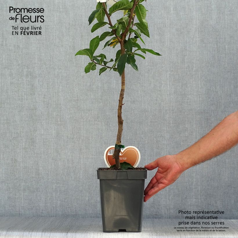 Example of Echte Mispel Westerveld - Mespilus germanica Topf mit 4L/5L as you get in automne