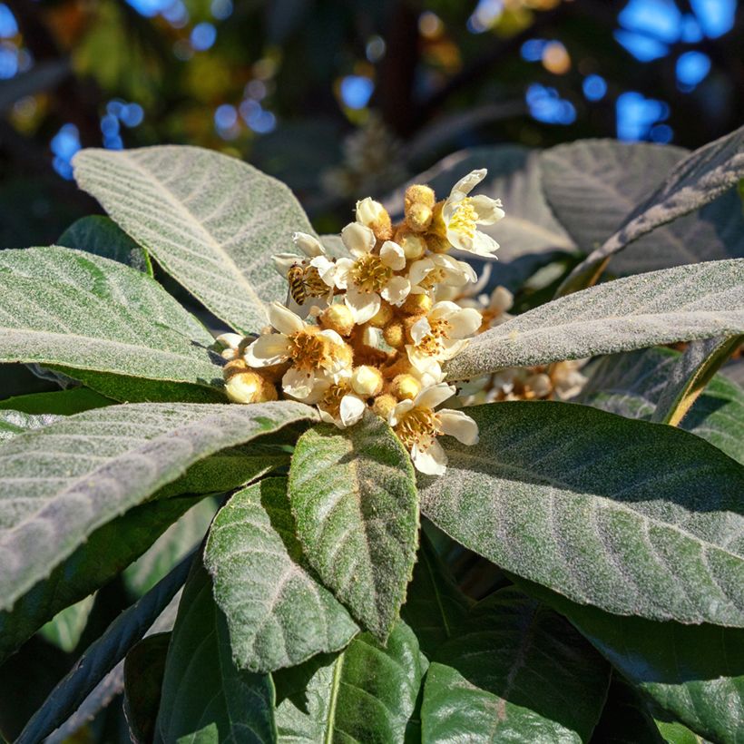 Japanische Wollmispel Argelino - Eriobotrya japonica (Flowering)