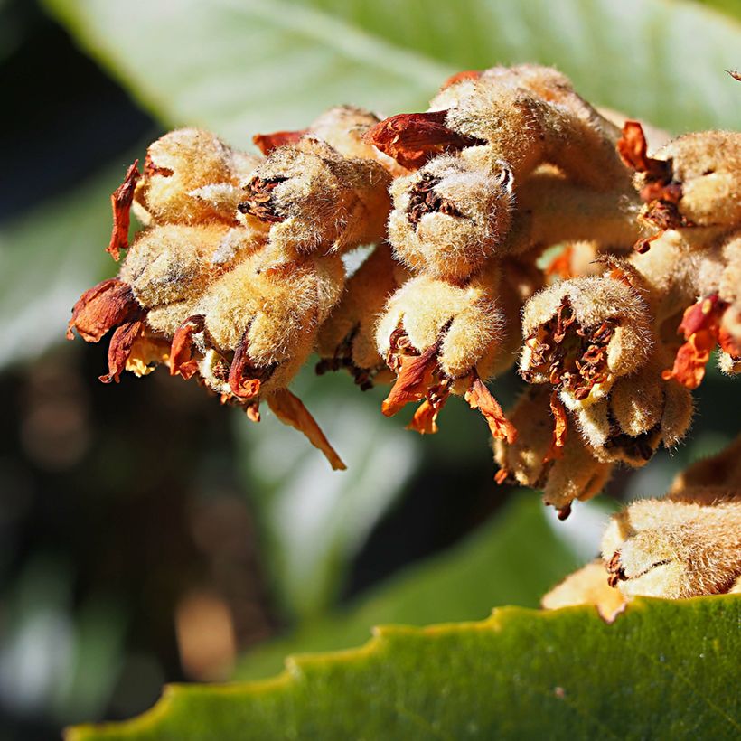 Japanische Wollmispel Tanaka - Eriobotrya japonica (Flowering)