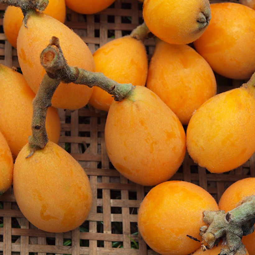 Japanische Wollmispel Tanaka - Eriobotrya japonica (Harvest)
