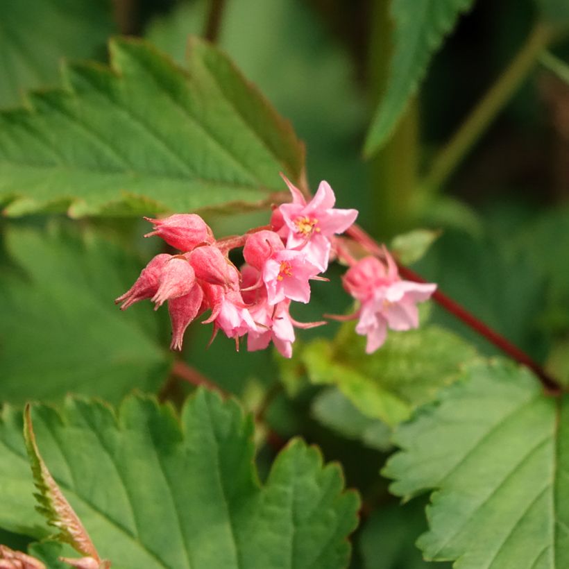 Neillia affinis - Traubenspiere (Flowering)