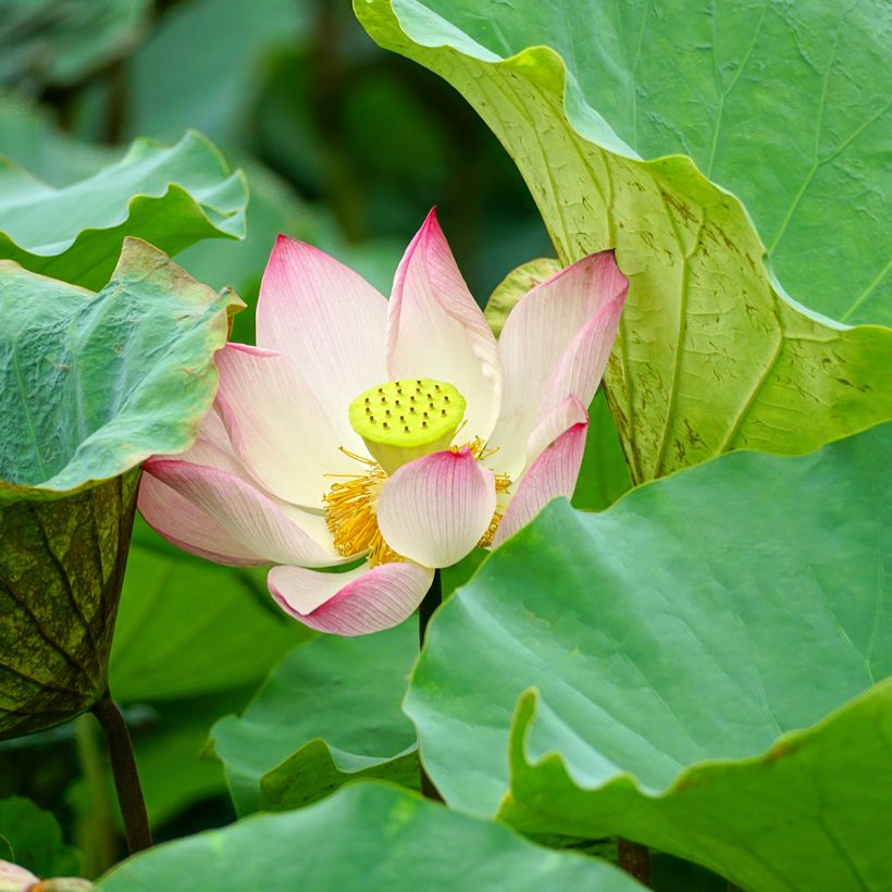 Nelumbo Guifei Zuijiu - Indische Lotosblume (Laub)