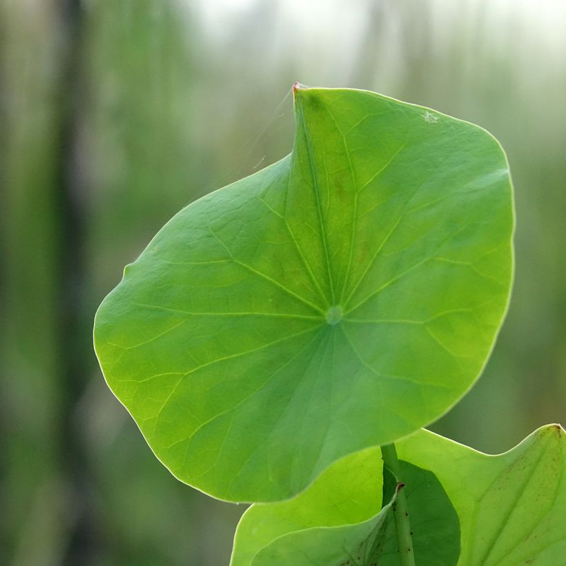 Nelumbo Pygmaea Pink - Indische Lotosblume (Laub)