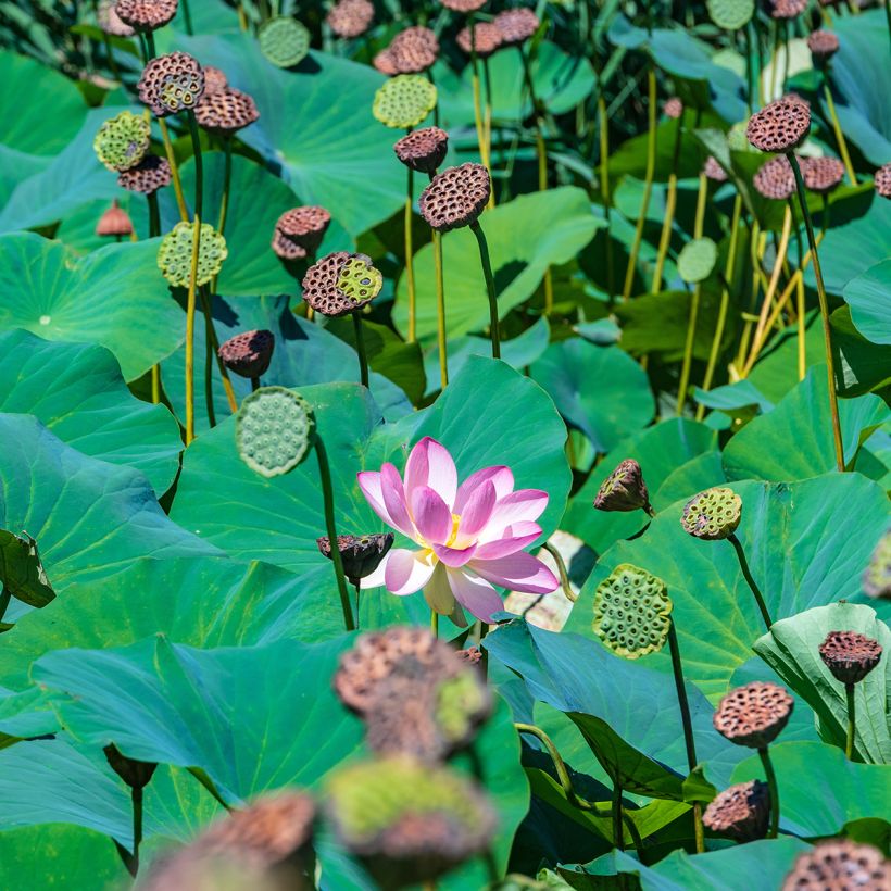 Nelumbo Red at Sunset - Indische Lotosblume (Laub)