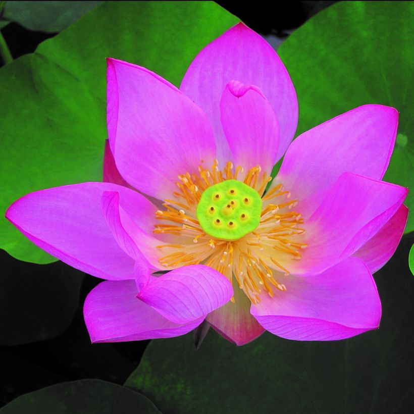 Nelumbo Pygmaea Red - Indische Lotosblume (Flowering)