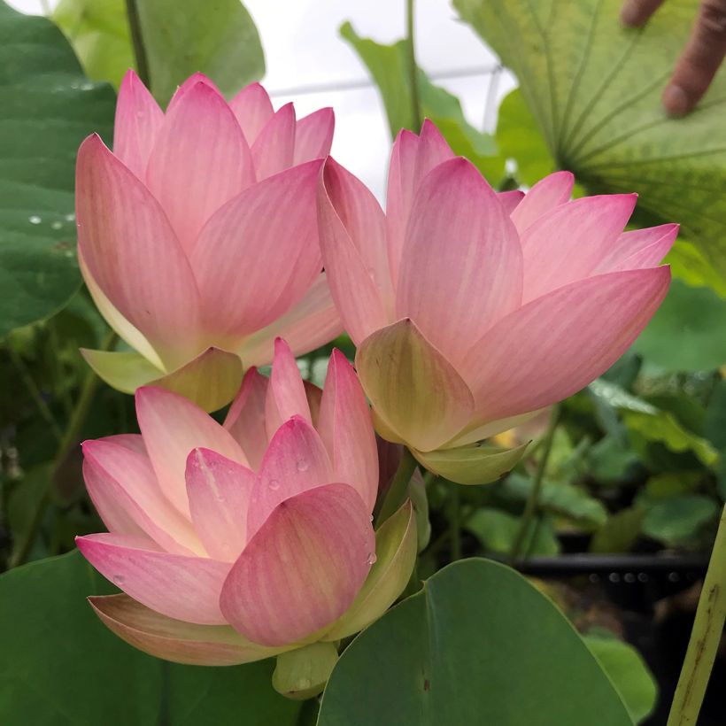 Nelumbo Guifei Zuijiu - Indische Lotosblume (Blüte)
