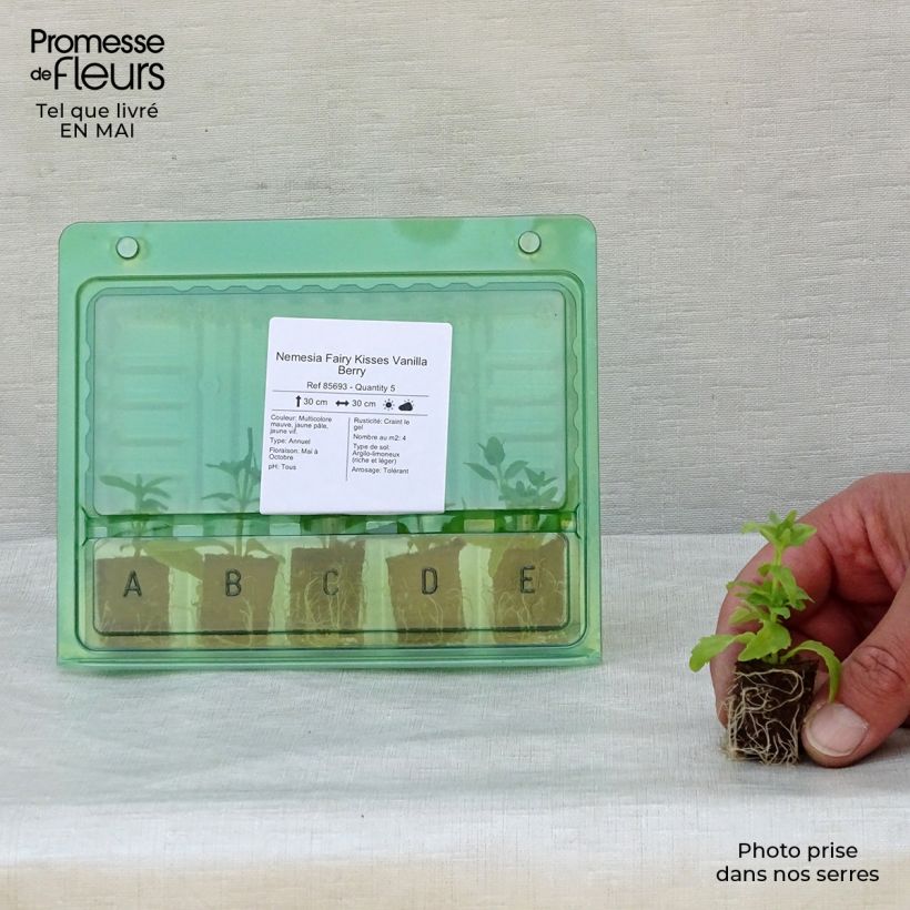 Example of Nemesia Fairy Kisses Vanilla Berry Mini-Plug Ø 1,5/2,5 cm as you get in printemps