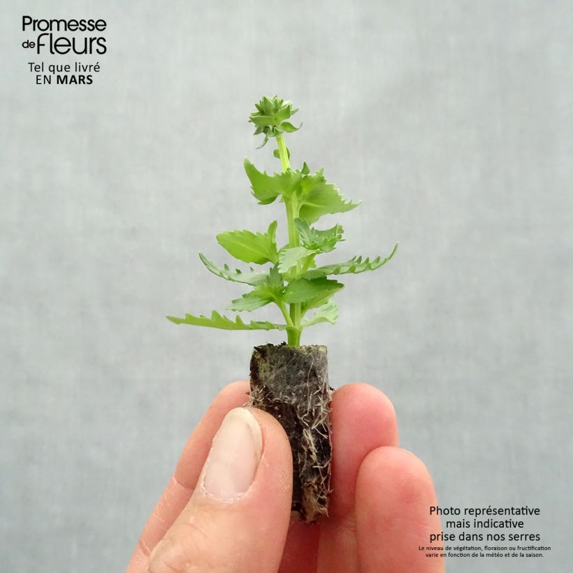 Example of Nemesia hybrida Nesia Burgundy Mini-Plug Ø 1,5/2,5 cm as you get in printemps
