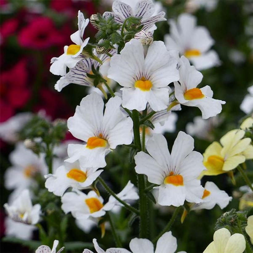 Nemesia strumosa Sunsatia Anona (Flowering)