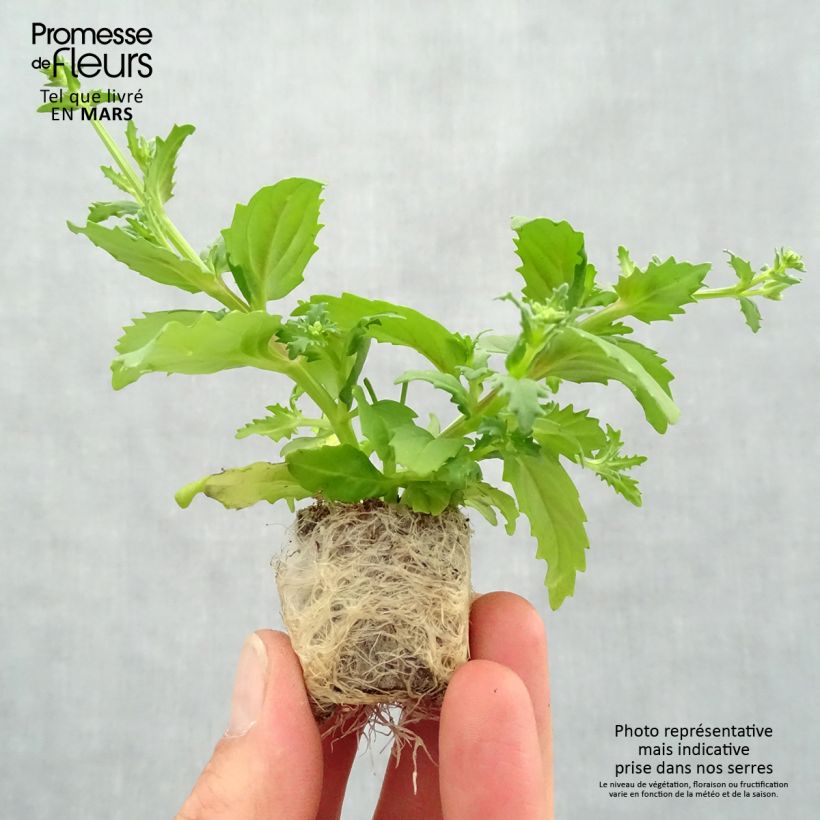 Example of Nemesia strumosa Sunsatia Cherry On Ice Mini-Plug Ø 3/4 cm as you get in printemps