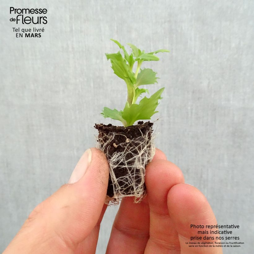 Example of Nemesia strumosa Sunsatia Anona Mini-Plug Ø 1,5/2,5 cm as you get in printemps