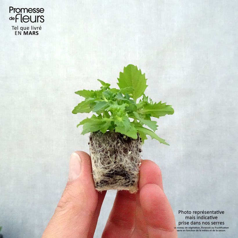 Example of Nemesia strumosa Sunsatia Plus Berry Delight Mini-Plug Ø 3/4 cm as you get in printemps