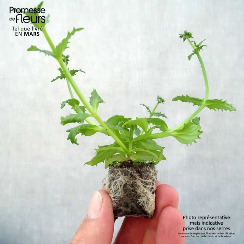 Example of Nemesia strumosa Sunsatia Plus Pomelo Mini-Plug Ø 3/4 cm as you get in printemps