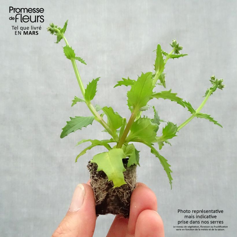Example of Nemesia strumosa Sunsatia Plus Strawberry Mini-Plug Ø 3/4 cm as you get in printemps