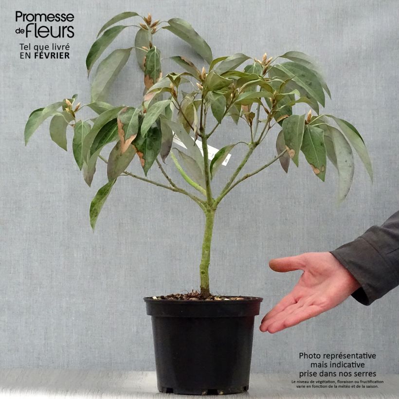 Exemplar von Neolitsea sericea - Neolitseie Topf mit 4L/5L wie im Winter geliefert