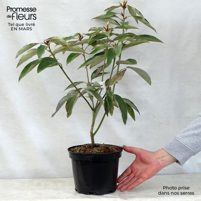 Exemplar von Neolitsea sericea - Neolitseie Topf mit 4L/5L wie im Frühjahr geliefert