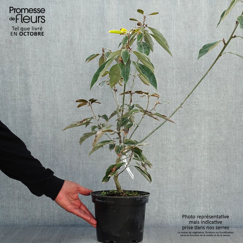Example of Neolitsea sericea - Neolitseie Topf mit 4L/5L as you get in automne