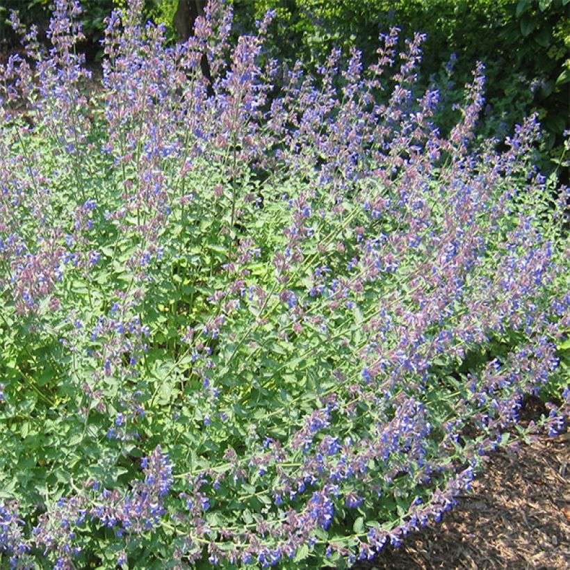Katzenminze Blue Dragon - Nepeta (Flowering)