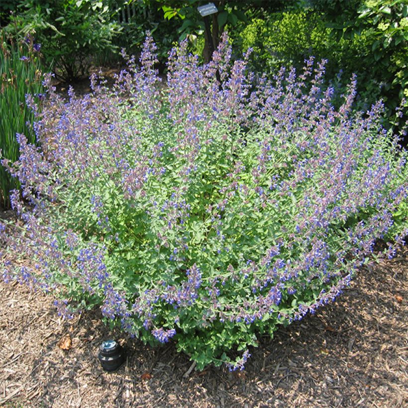 Katzenminze Blue Dragon - Nepeta (Plant habit)