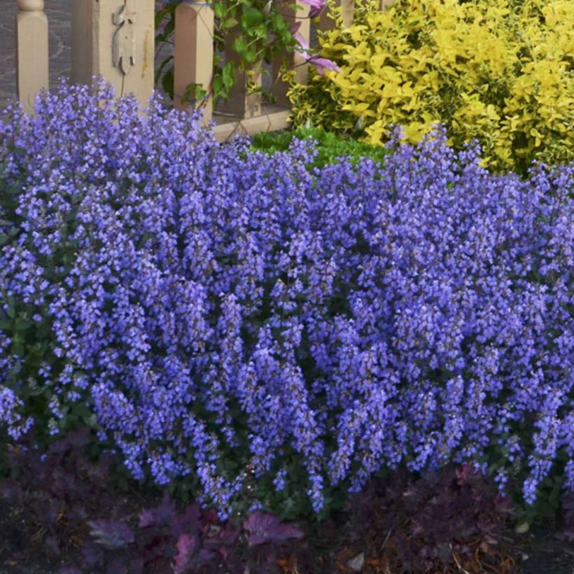 Katzenminze Cat's Pajamas - Nepeta faassenii (Plant habit)