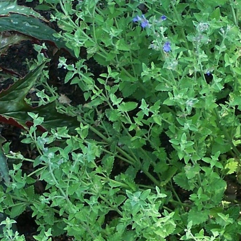 Katzenminze Kit Cat - Nepeta faassenii (Foliage)