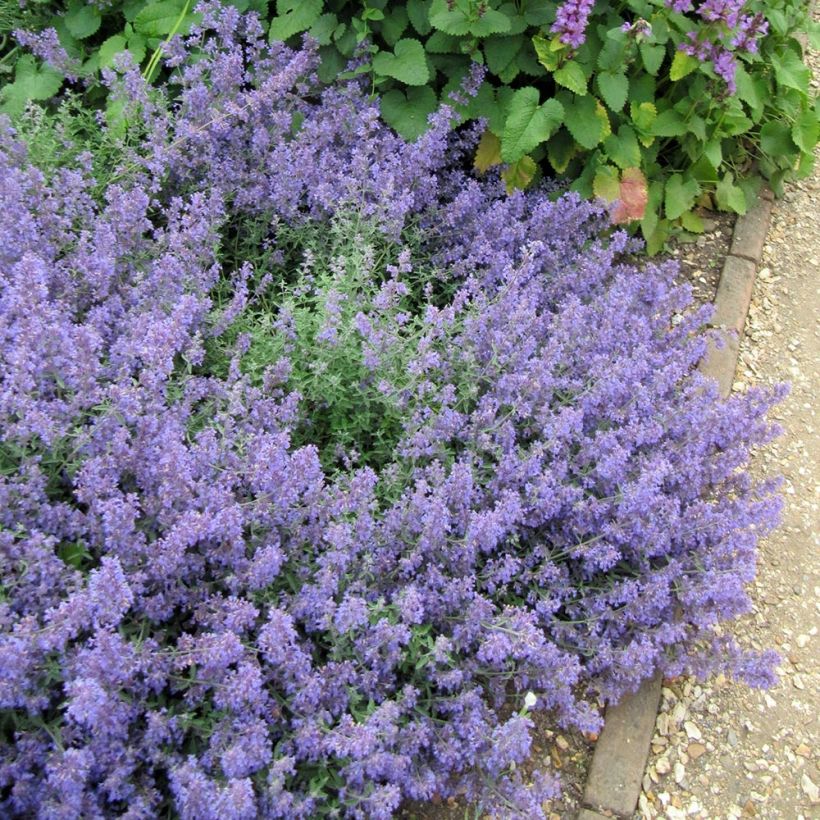 Katzenminze Kit Cat - Nepeta faassenii (Plant habit)