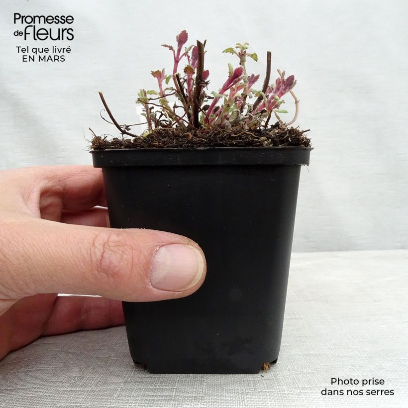 Exemplar von Katzenminze Kit Cat - Nepeta faassenii Kleine Töpfe von 8/9 cm wie im Winter geliefert