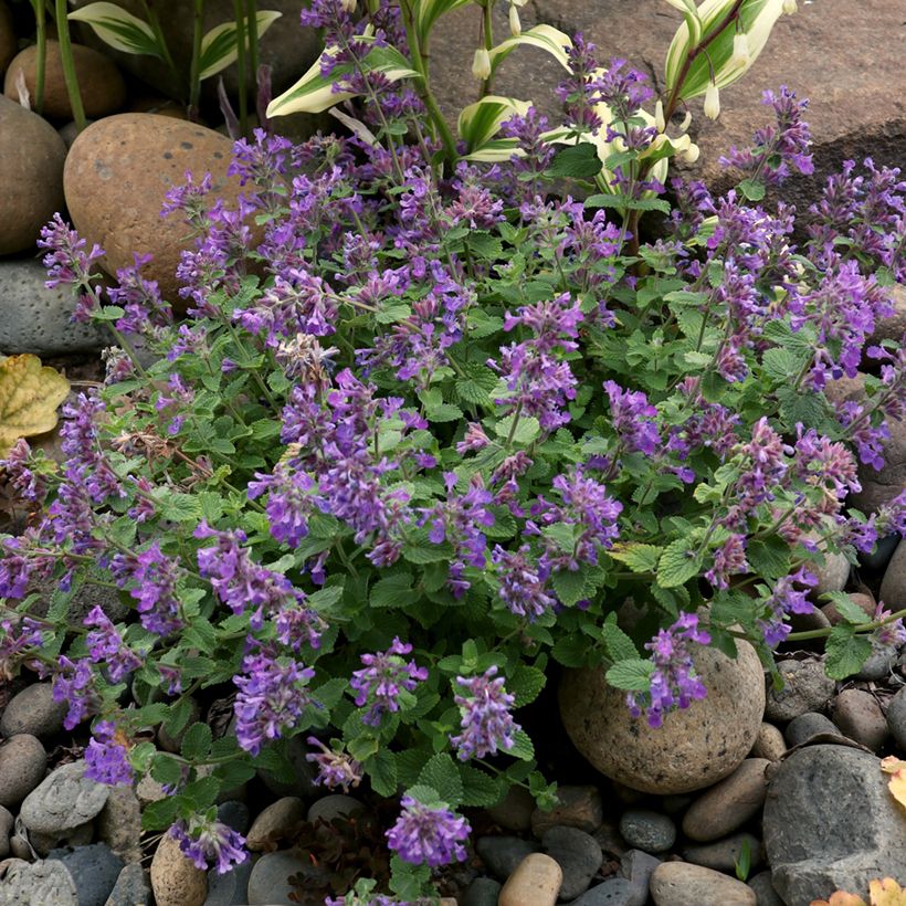 Katzenminze Nova Blue - Nepeta x faassenii  (Wuchs)