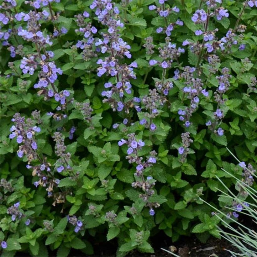 Katzenminze Purrsian Blue - Nepeta faassenii (Foliage)