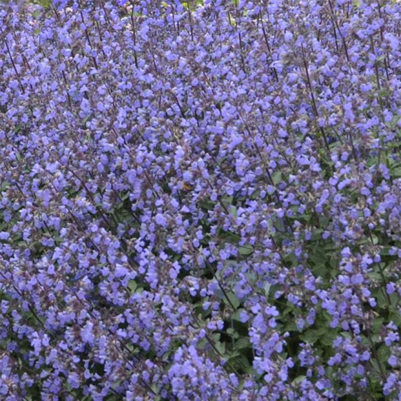 Katzenminze Purrsian Blue - Nepeta faassenii (Flowering)