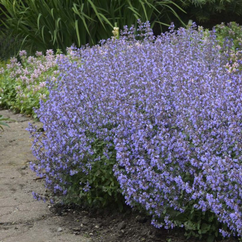 Katzenminze Purrsian Blue - Nepeta faassenii (Plant habit)