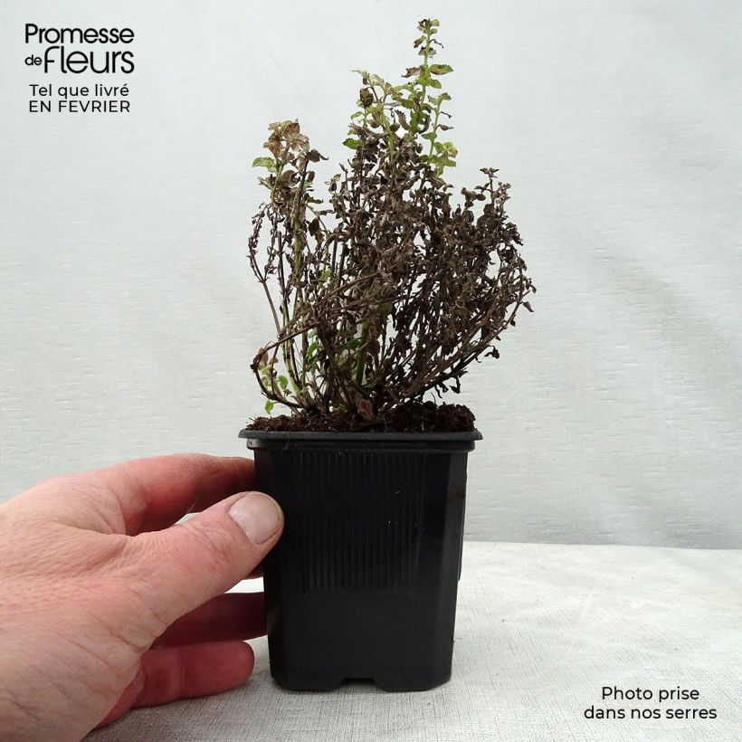 Exemplar von Katzenminze Purrsian Blue - Nepeta faassenii Kleine Töpfe von 8/9 cm wie im Winter geliefert