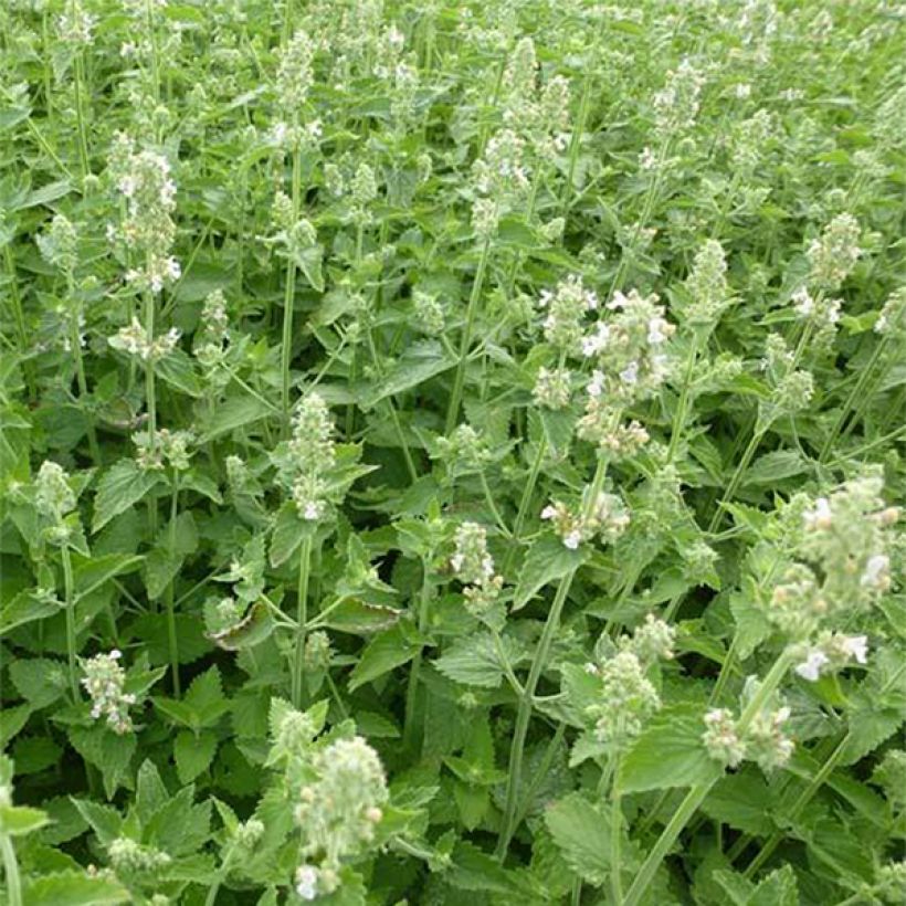 Echte Katzenminze Citriodora - Nepeta cataria (Flowering)