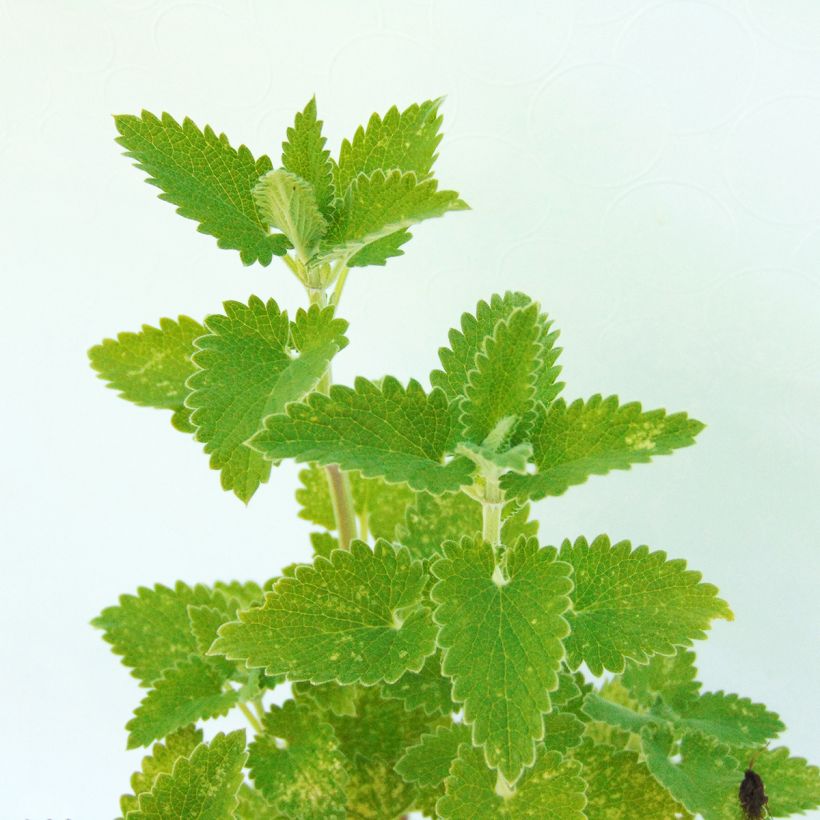 Echte Katzenminze Citriodora - Nepeta cataria (Foliage)