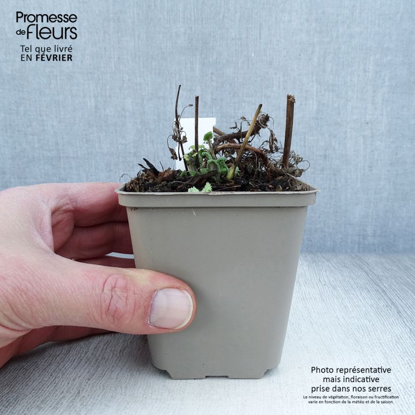 Exemplar von Echte Katzenminze Citriodora - Nepeta cataria Kleine Töpfe von 8/9 cm wie im Winter geliefert