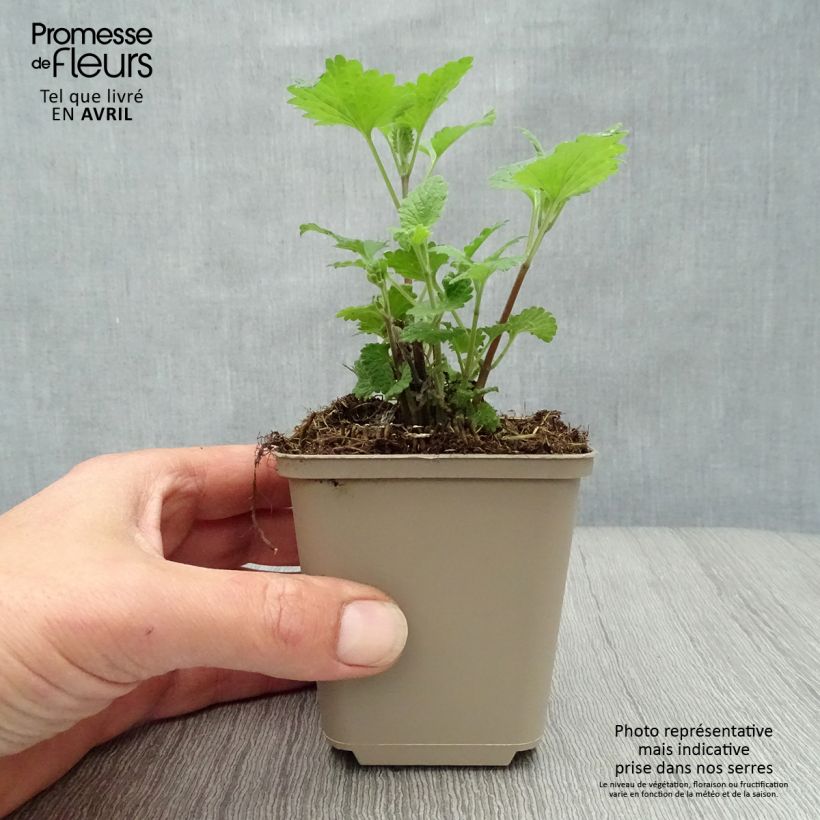 Exemplar von Echte Katzenminze Citriodora - Nepeta cataria Kleine Töpfe von 8/9 cm wie im Frühjahr geliefert