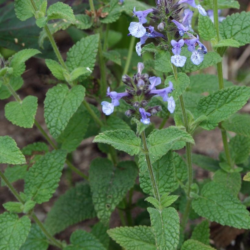 Clarkes Katzenminze - Nepeta clarkei (Foliage)