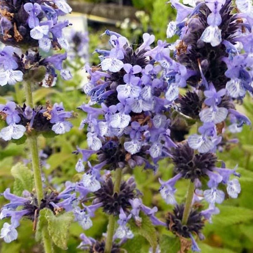 Clarkes Katzenminze - Nepeta clarkei (Flowering)