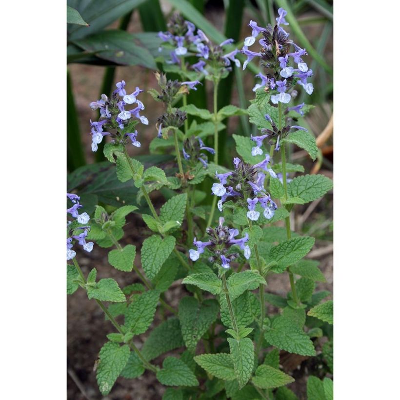Clarkes Katzenminze - Nepeta clarkei (Plant habit)