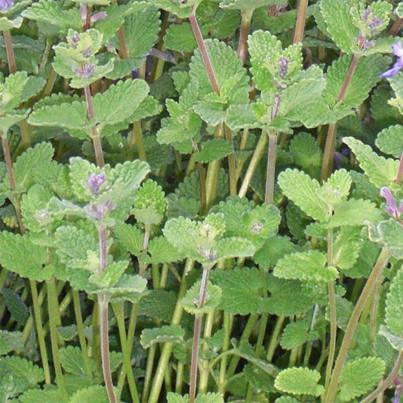 Katzenminze - Nepeta faassenii (Foliage)