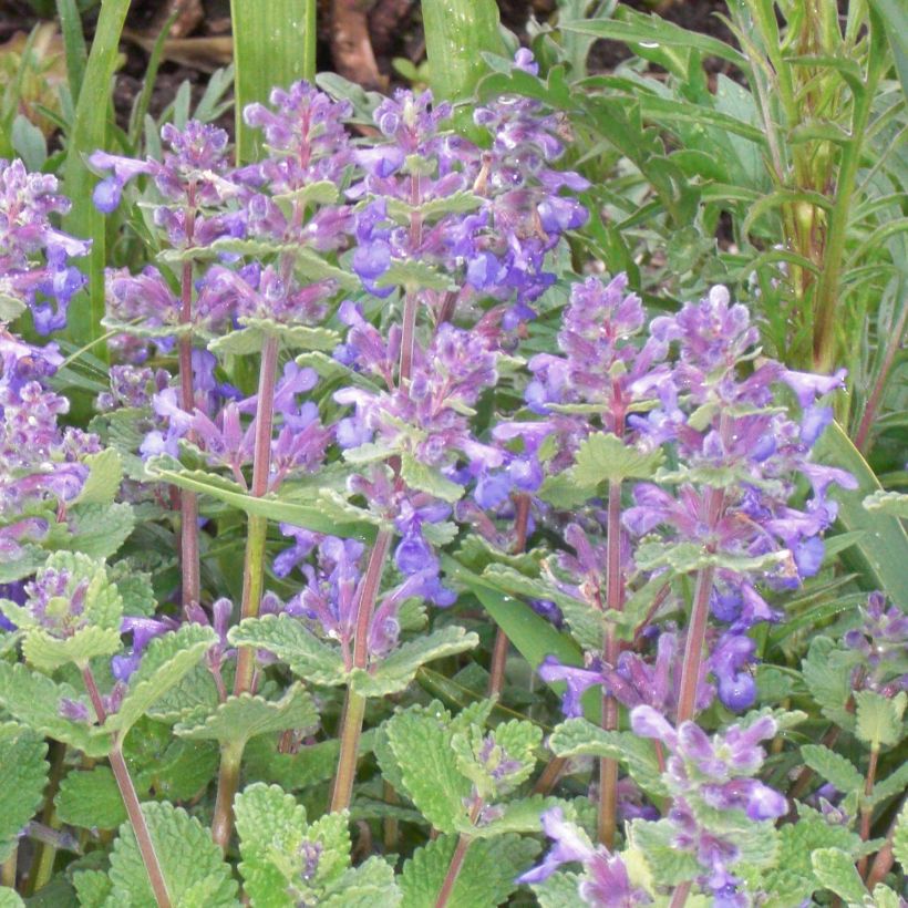 Katzenminze - Nepeta faassenii (Flowering)