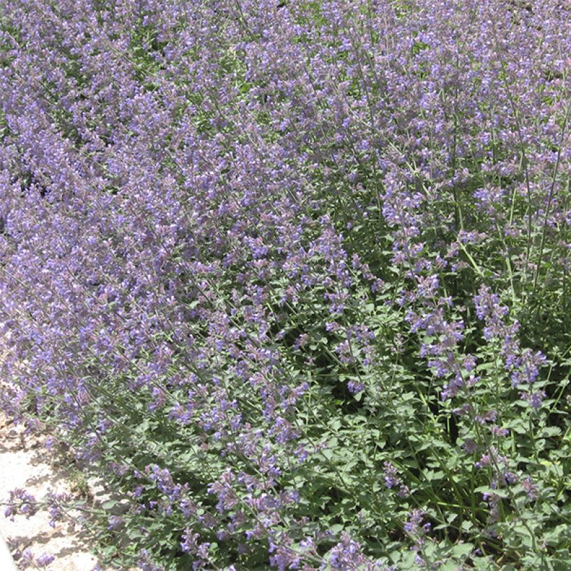 Katzenminze - Nepeta faassenii (Plant habit)