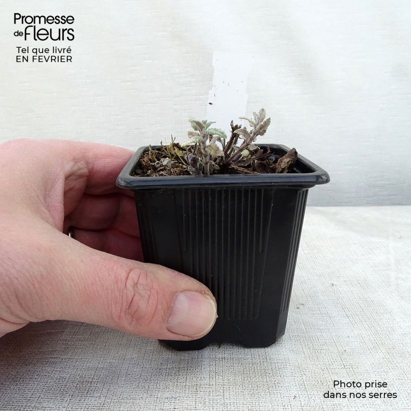 Exemplar von Katzenminze Cat's Meow - Nepeta faassenii Kleine Töpfe von 8/9 cm wie im Winter geliefert