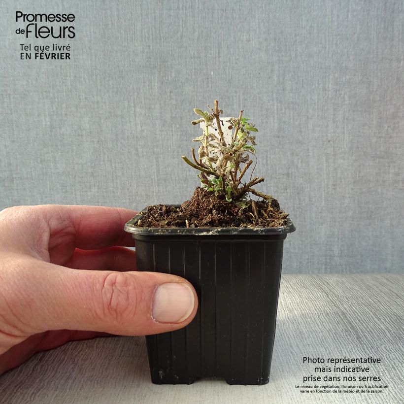 Exemplar von Katzenminze Cat's Pajamas - Nepeta faassenii Kleine Töpfe von 8/9 cm wie im Winter geliefert