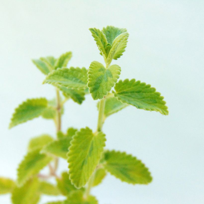 Katzenminze Six Hills Gold - Nepeta faassenii (Foliage)