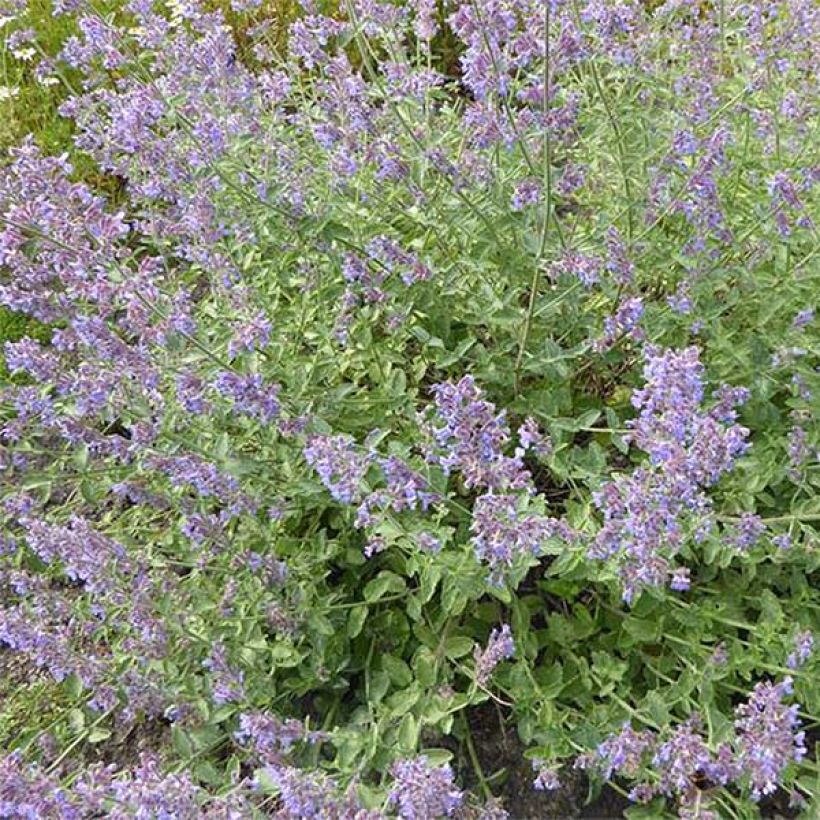 Katzenminze Six Hills Gold - Nepeta faassenii (Flowering)
