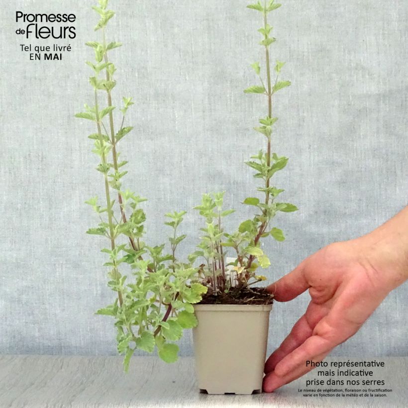 Exemplar von Katzenminze Six Hills Gold - Nepeta faassenii Kleine Töpfe von 8/9 cm wie im Frühjahr geliefert