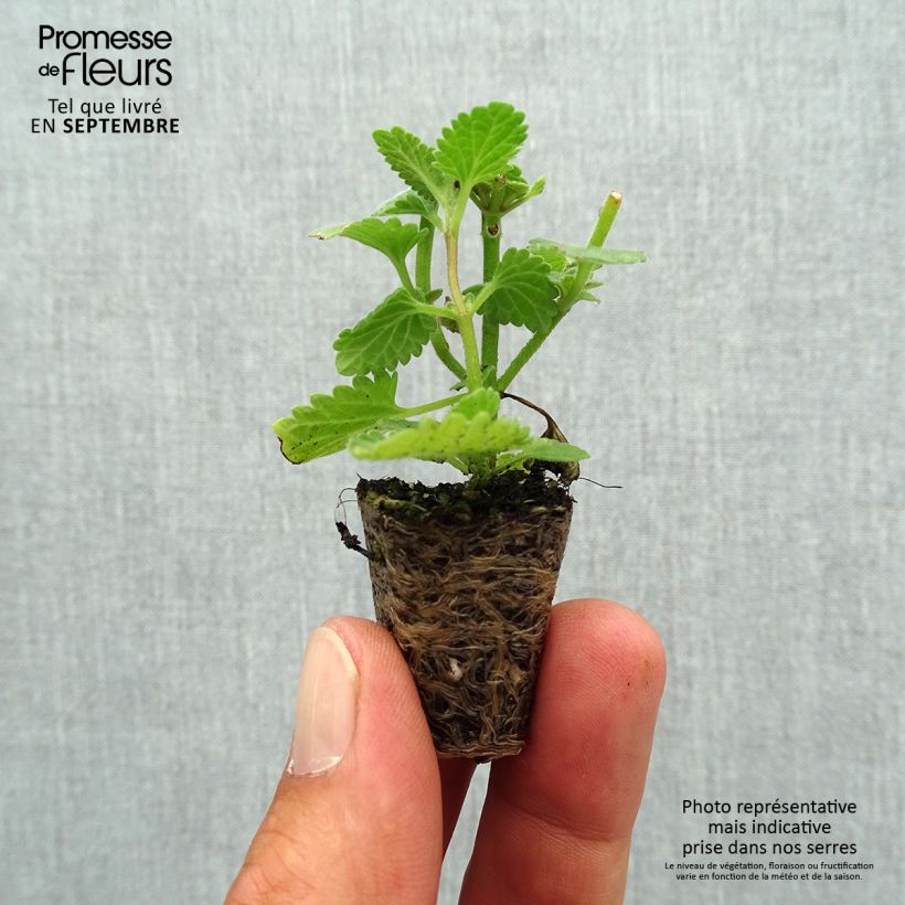 Example of Katzenminze Six Hill s Giant - Nepeta faassenii Mini-Plug Ø 1,5/2,5 cm as you get in automne