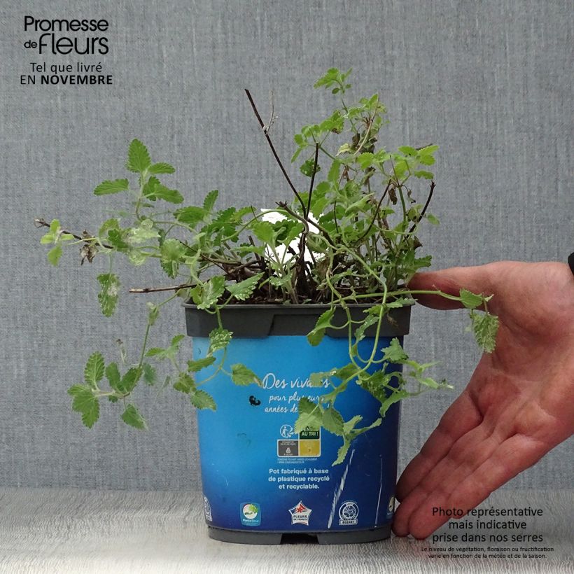 Example of Katzenminze Six Hill s Giant - Nepeta faassenii Topf mit 2L/3L as you get in automne