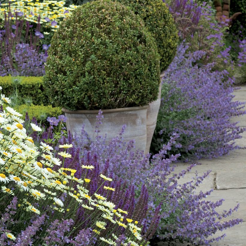 Katzenminze Walker's Low - Nepeta faassenii (Plant habit)